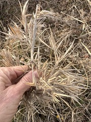 Dichanthelium scoparium