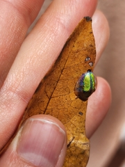 Eurypepla calochroma