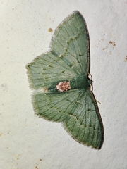 Hemithea tritonaria