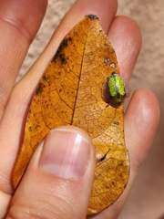 Eurypepla calochroma