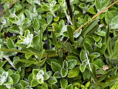 Silene burchellii