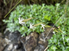Silene burchellii
