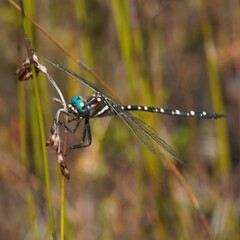 Archaeosynthemis leachii