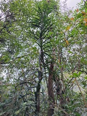 Freycinetia formosana