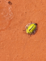 Eurypepla calochroma