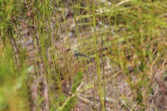 Archaeosynthemis leachii