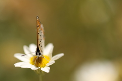 Lycaena thersamon
