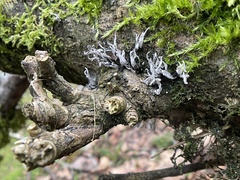 Xylaria hypoxylon