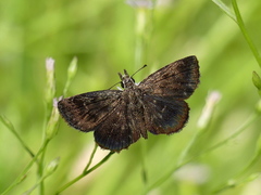 Hesperopsis gracielae