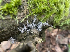 Xylaria hypoxylon
