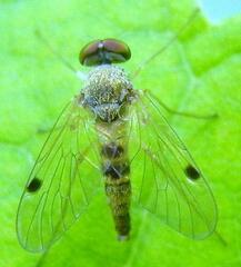 Chrysopilus modestus