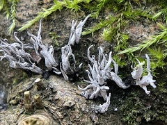 Xylaria hypoxylon