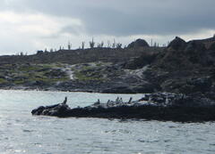 Spheniscus mendiculus