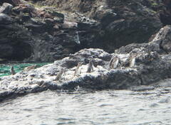 Spheniscus mendiculus