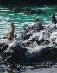 Spheniscus mendiculus