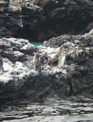 Spheniscus mendiculus