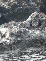 Spheniscus mendiculus