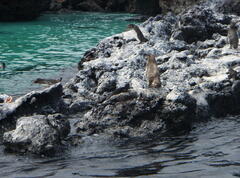 Spheniscus mendiculus