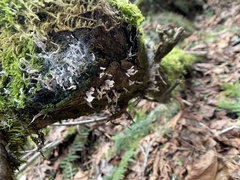 Xylaria hypoxylon