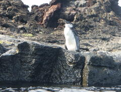 Spheniscus mendiculus