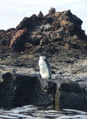 Spheniscus mendiculus