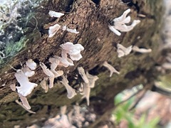 Xylaria hypoxylon