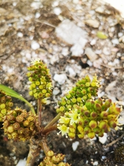 Cussonia thyrsiflora