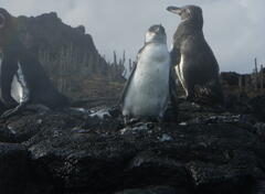 Spheniscus mendiculus