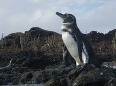 Spheniscus mendiculus