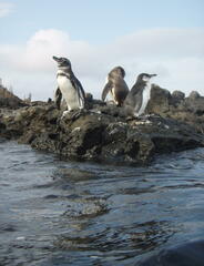 Spheniscus mendiculus