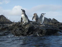 Spheniscus mendiculus