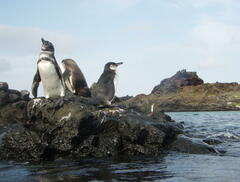 Spheniscus mendiculus