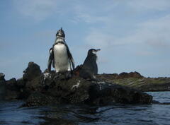 Spheniscus mendiculus