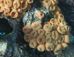 Tubastraea
