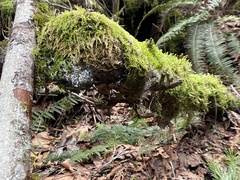 Xylaria hypoxylon