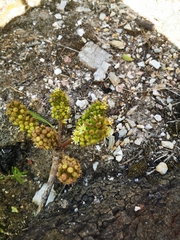 Cussonia thyrsiflora