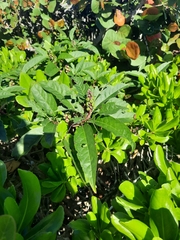 Phytolacca americana rigida