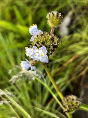 Cyanotis speciosa