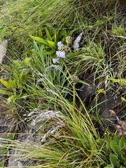 Cyanotis speciosa