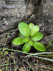 Alepidea natalensis