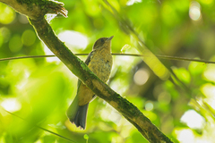 Trichothraupis melanops