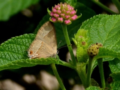 Arzecla tucumanensis