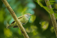 Ilicura militaris