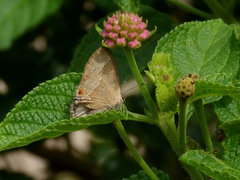 Arzecla tucumanensis
