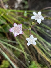 Alepidea natalensis