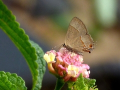 Arzecla tucumanensis