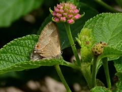 Arzecla tucumanensis