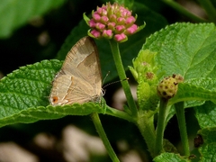 Arzecla tucumanensis