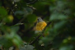 Mionectes rufiventris