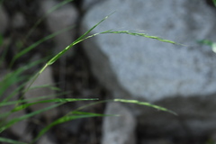 Elymus
